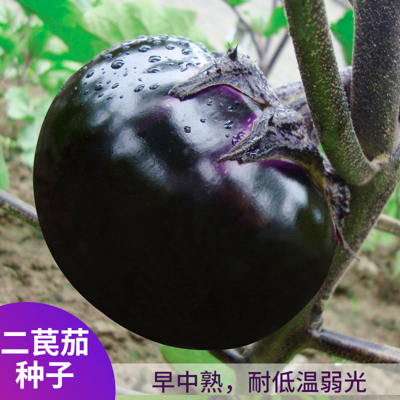 二苠茄种子特大特黑耐盐碱耐高温茄子种籽圆茄高产春夏秋蔬菜种孑,鲜花速递/花卉仿真/绿植园艺,家庭园艺种子,淘宝优惠券,粉丝福利购,淘宝优惠卷