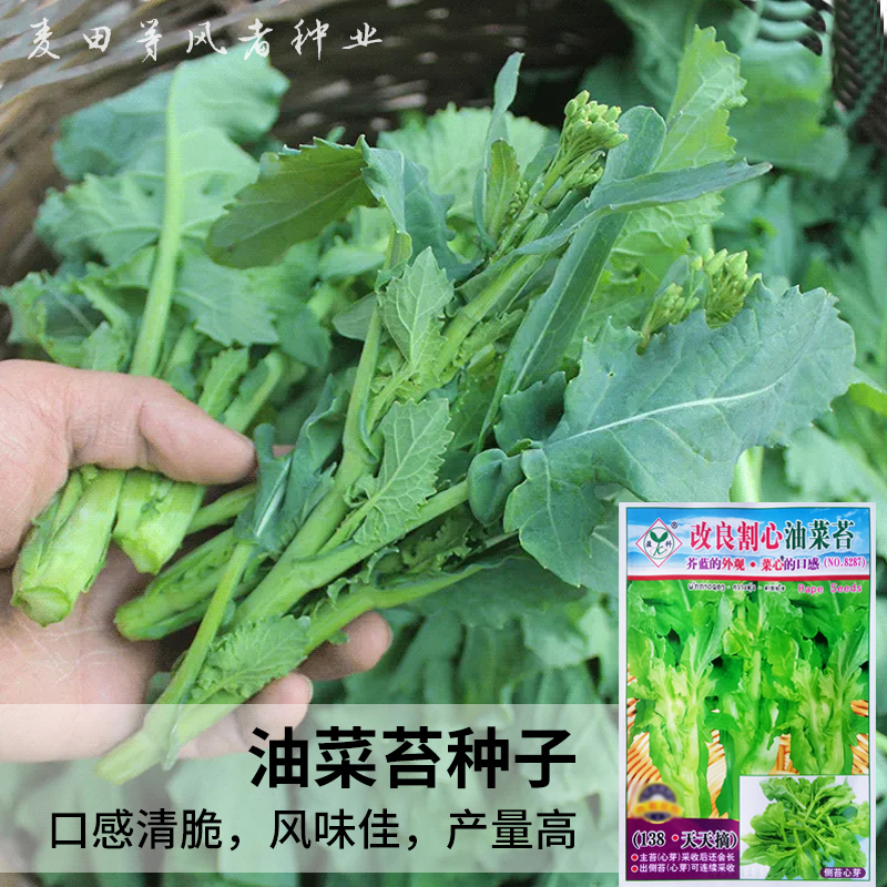 油菜苔种籽口感清脆风味佳