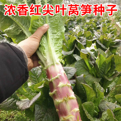 浓香红尖叶莴笋种子紫红皮青肉