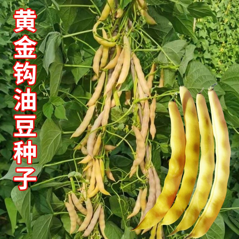 黄金钩架豆种子东北油豆角种籽