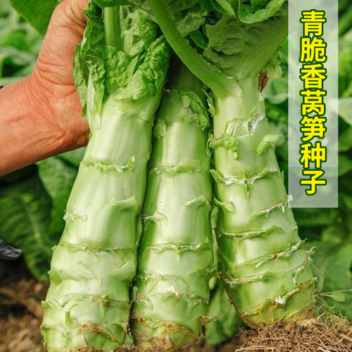 耐热耐寒青脆香莴笋种子农家蔬菜