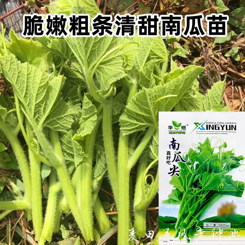 南瓜苗种子粗条清甜专门青菜无须