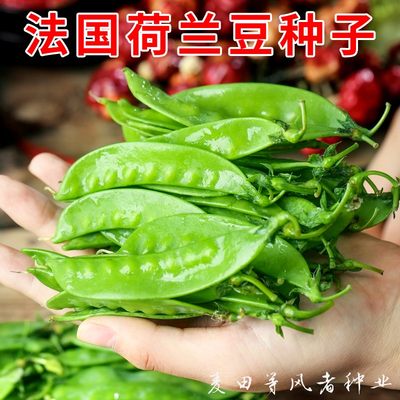 法国荷兰豆种子早熟大荚菜豌豆籽