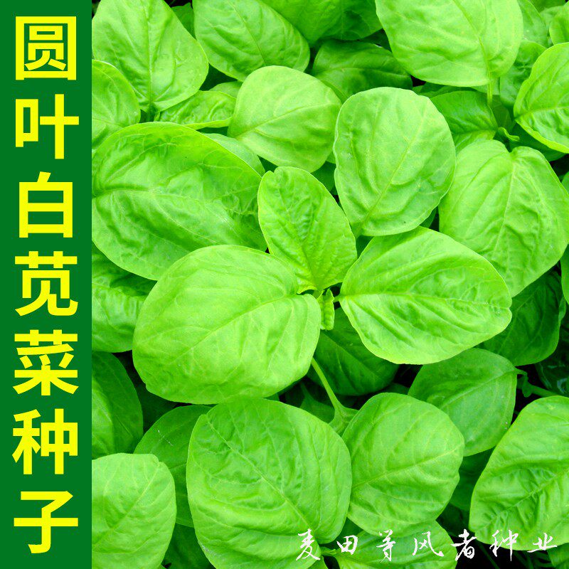 圆叶白苋菜种子青苋菜绿苋菜汉菜种籽四季可种农家菜园盆栽蔬菜孑