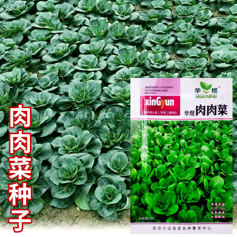 好吃四季香肉肉菜种子35天可采收耐寒耐热春秋播种青菜蔬菜种籽孑 - 实物图
