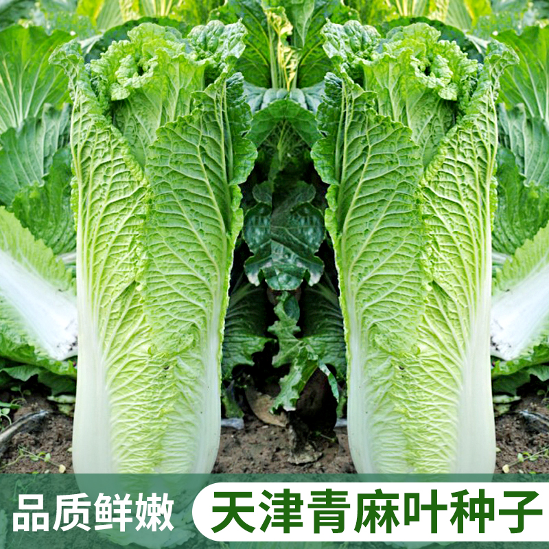 春秋季蔬菜籽天津青麻叶大白菜种