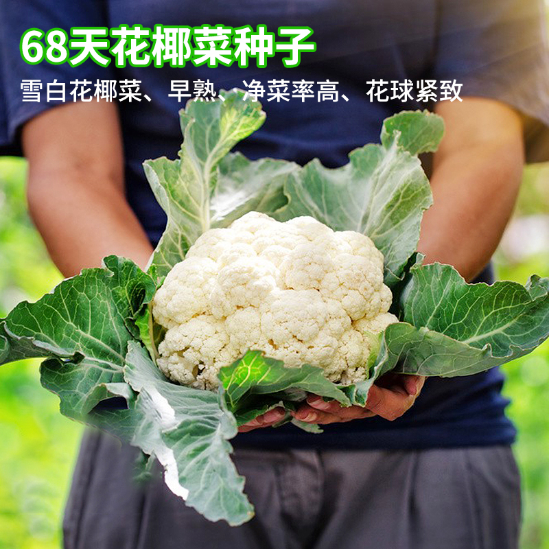 易种68天花椰菜种籽早熟紧花菜