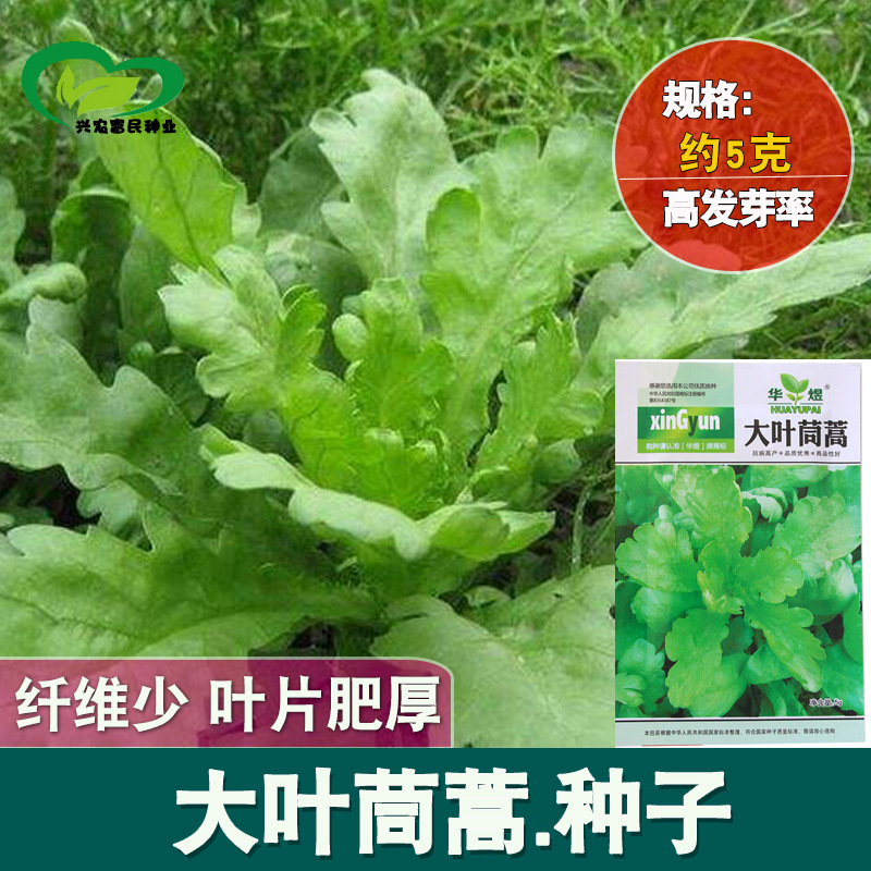 大叶茼蒿种子皇帝秋播蔬菜