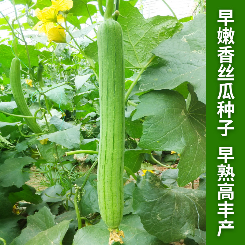 台湾早嫩香长丝瓜种子苗水瓜高产春季阳台庭院种植爬藤疏蔬菜种籽