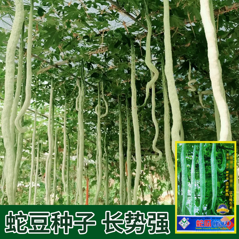 精选特长蛇瓜种籽蛇豆蛇丝瓜观赏食用春夏季爬蔓搭架庭院蔬菜种子