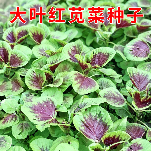 大叶红苋菜种子圆叶汉菜苋菜种籽