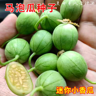 迷你香瓜种子野生马泡瓜野果种籽拇指小甜瓜庭院阳台盆栽马宝蛋瓜