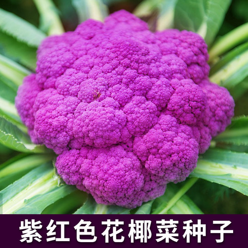 紫金花花椰菜种子特色紫色花菜