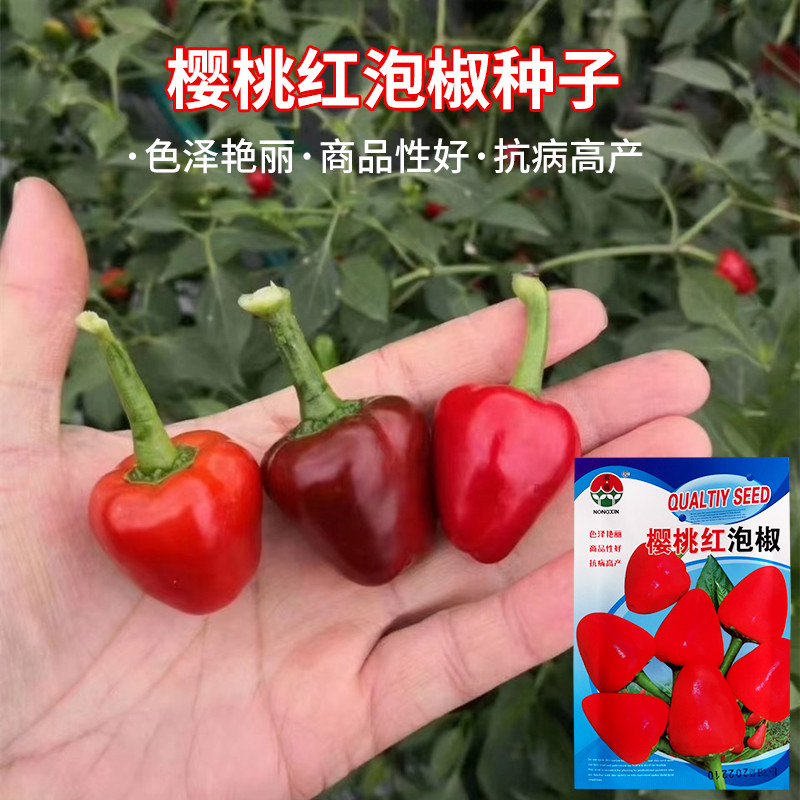 樱桃红泡椒种子灯笼泡椒坛子椒超辣鸡心水果观赏辣椒种籽四季蔬菜