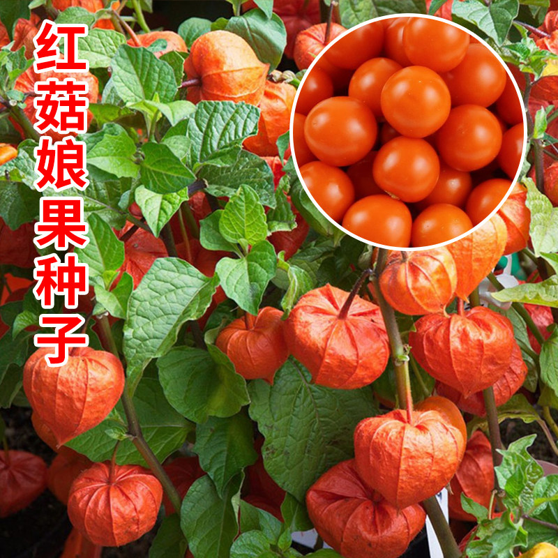 红菇娘果种子东北姑娘红姑娘种籽灯笼果阳台庭院水果型观果种子,鲜花速递/花卉仿真/绿植园艺,家庭园艺种子,淘宝优惠券,粉丝福利购,淘宝优惠卷