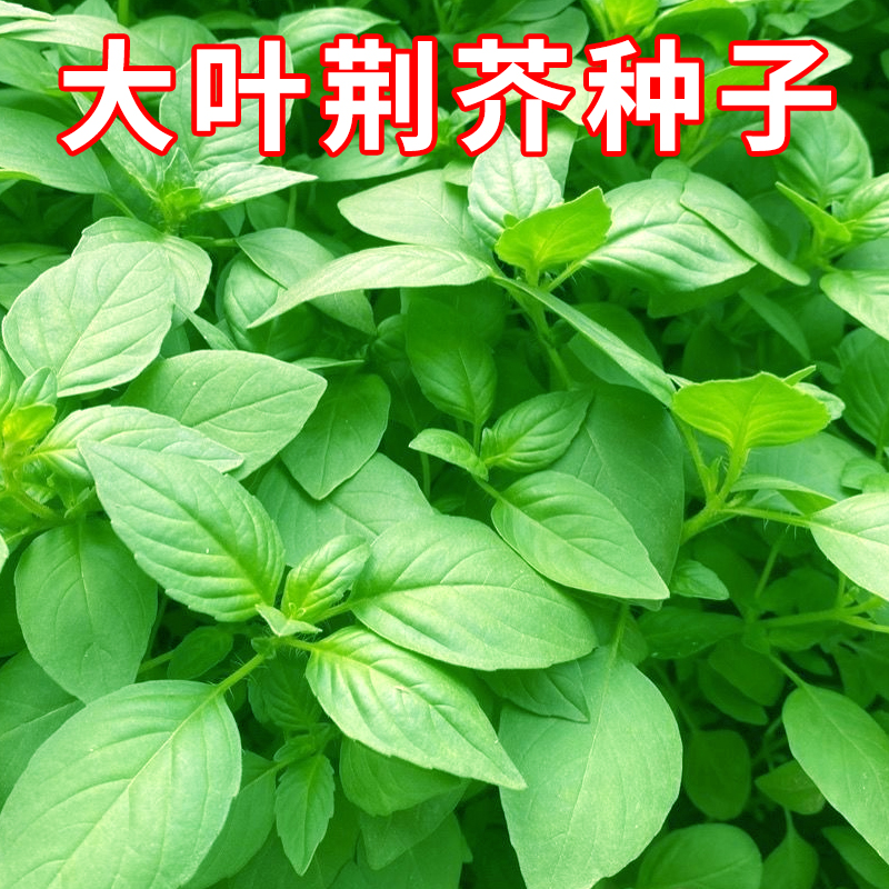 荆芥种子河南大叶荆芥荆荠种籽