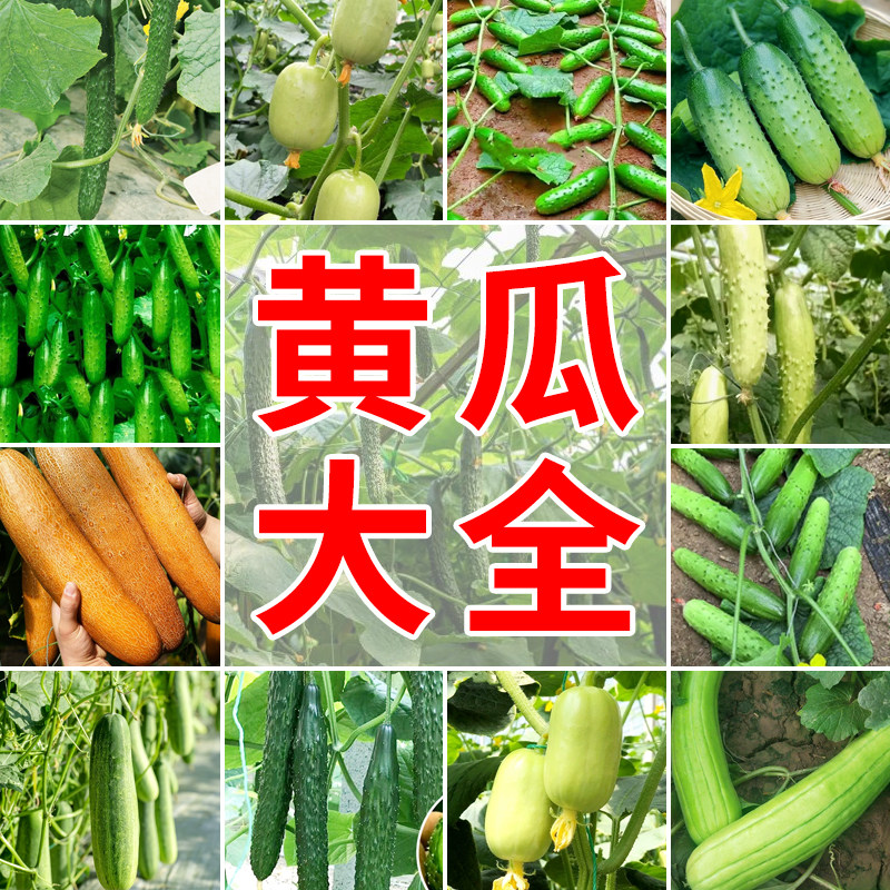 黄瓜种子水果小黄瓜聿研四号刺黄瓜青瓜种籽农家菜园阳台盆栽蔬菜