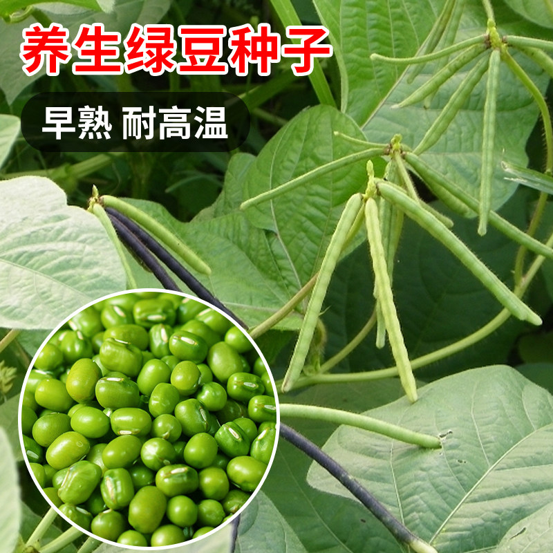 养生绿豆种子杂粮五谷早熟绿宝绿小豆种籽春夏农家大田菜园蔬菜孑