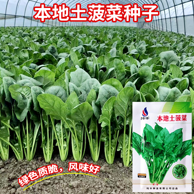 小尖叶本地土菠菜种子农田菜园高产易种小叶菠菜种子阳台盆栽蔬菜 鲜花速递/花卉仿真/绿植园艺 家庭园艺种子 原图主图