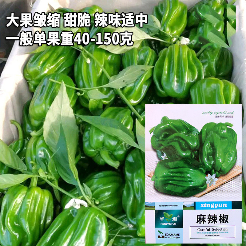 麻辣椒种子辣椒种籽薄皮香辣皱皮椒种籽灯笼椒春秋季播蔬菜种孑