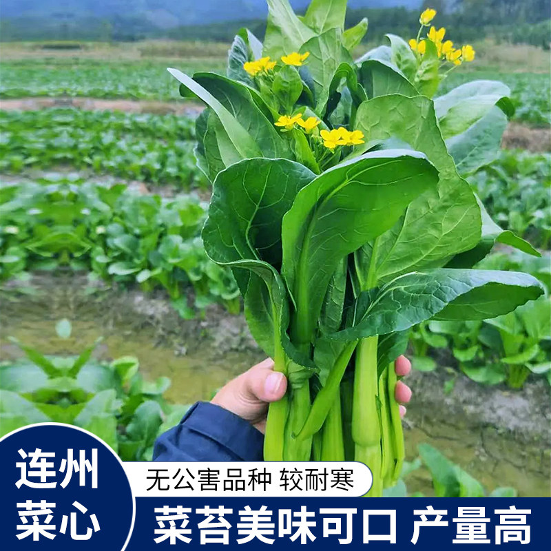 连州菜心种子种籽多芽甜菜心增城迟菜心油菜苔高脚菜心四季播蔬菜