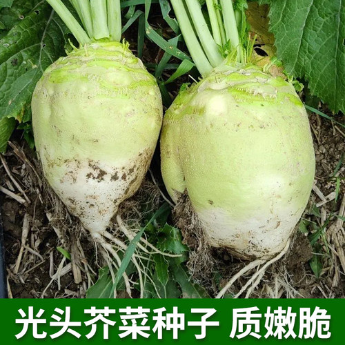 光头芥菜种子辣疙瘩大头圆头种籽