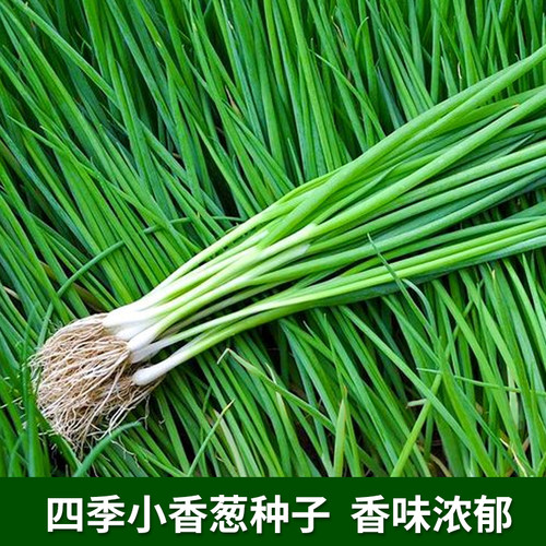 四季小香葱种子香味浓郁