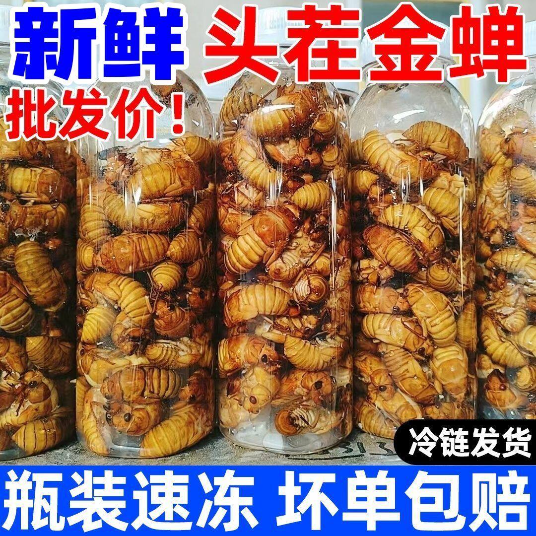 新鲜山东大金蝉新鲜冷冻蝉知了猴鲜货杜仲金蝉速冻活体脱壳爬叉