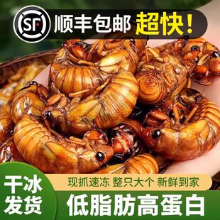 【顺丰包邮】山东野生鲜活知了猴爬叉大号知了猴新鲜金蝉唐僧肉