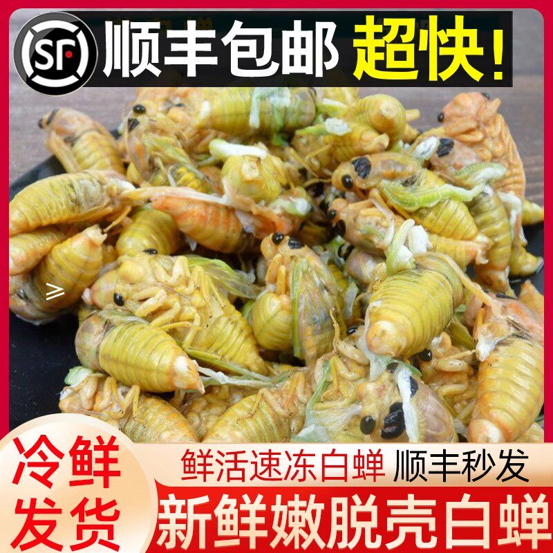 【头茬新货】2026山东白蝉新鲜脱壳知了猴杜仲金蝉活体爬叉虫顺丰