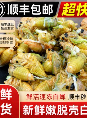 【头茬新货】2026山东白蝉新鲜脱壳知了猴杜仲金蝉活体爬叉虫顺丰