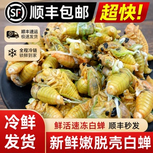【头茬新货】2026山东白蝉新鲜脱壳知了猴杜仲金蝉活体爬叉虫顺丰