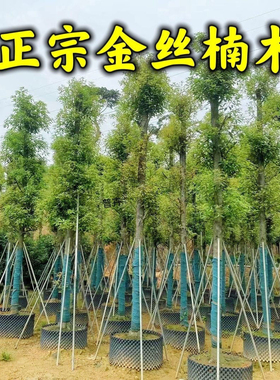 正宗金丝楠木树苗四川稀有名贵小叶桢楠树小苗南北方庭院地栽盆栽