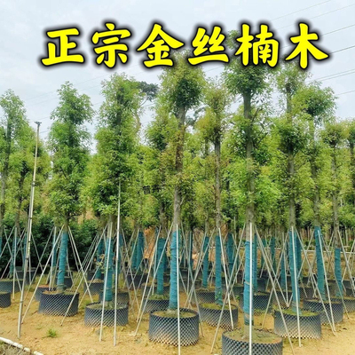 正宗金丝楠木树苗四川稀有名贵小叶桢楠树小苗南北方庭院地栽盆栽