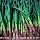 农家自种香蒜现挖带泥发货紫皮大蒜苗新鲜蒜苗红皮大蒜苗新鲜蔬菜