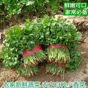 农家小香菜芫荽调味嫩香菜自种露天土香菜新鲜味浓现挖现发盐须菜