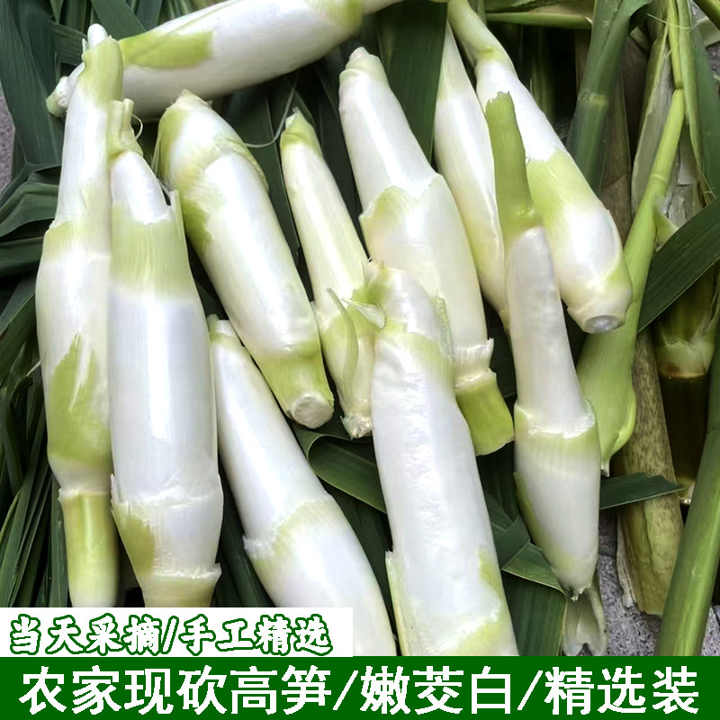 湖北宜昌鲜嫩茭白笋本地时令蔬菜茭白农家高笋高山蔬菜现采嫩水笋