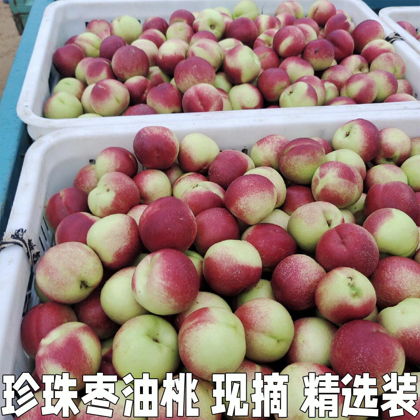 现摘新鲜小油桃珍珠枣油桃