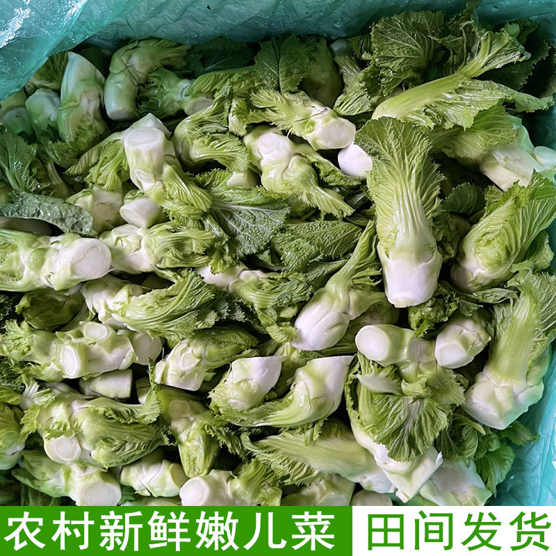 农家自种儿菜娃娃菜抱儿菜