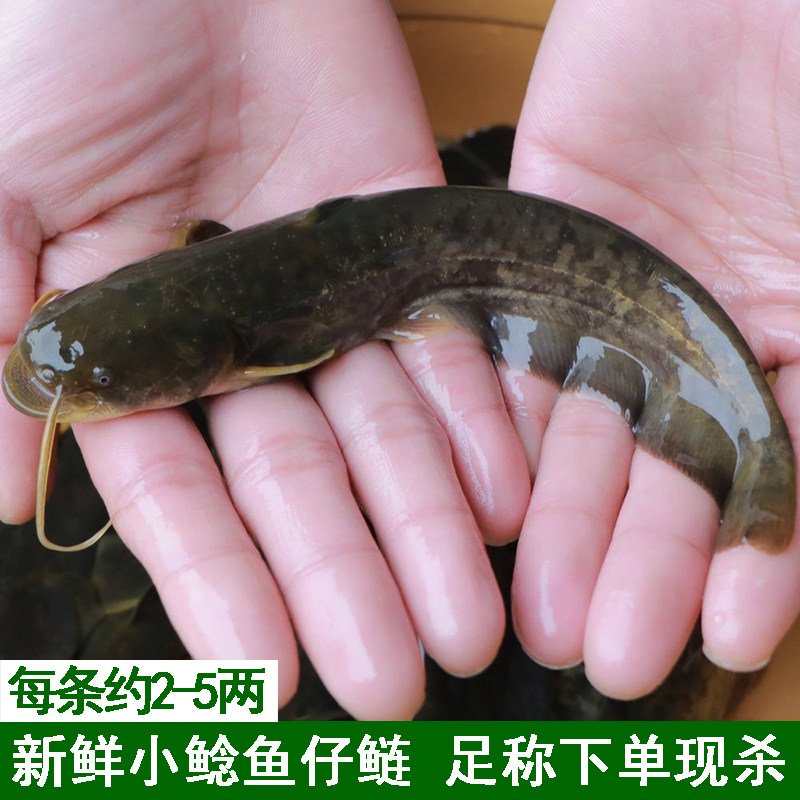 湖北宜昌新鲜仔鲢仔鲶胡子鲶大口鲶鲜活现杀本地鲶鱼河鲶鱼淡水鱼