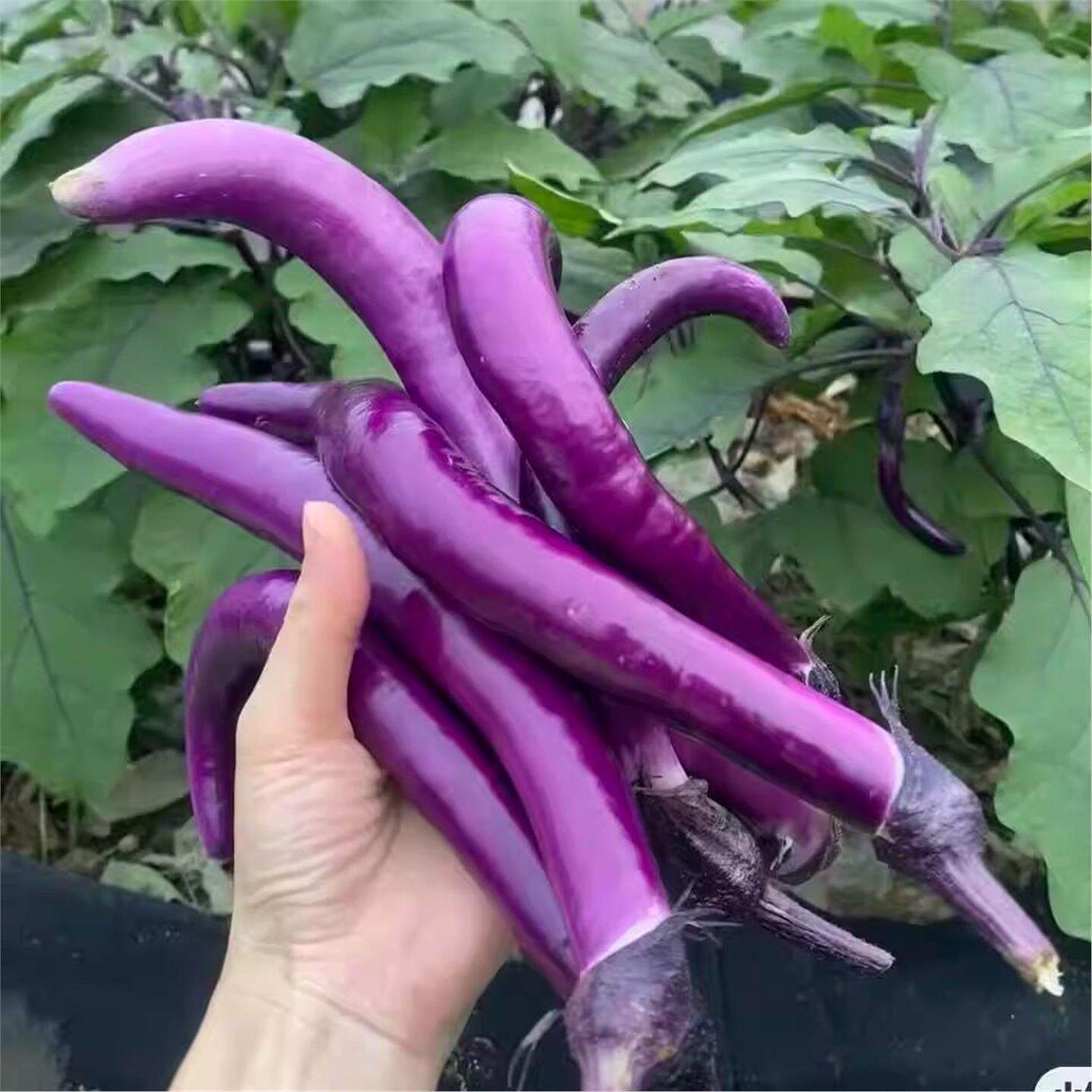 新鲜茄子 线茄子细长小茄子农家现摘茄瓜蔬菜杭茄紫茄子现摘现发
