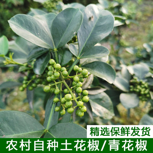 本地花椒湖北宜昌农家新鲜
