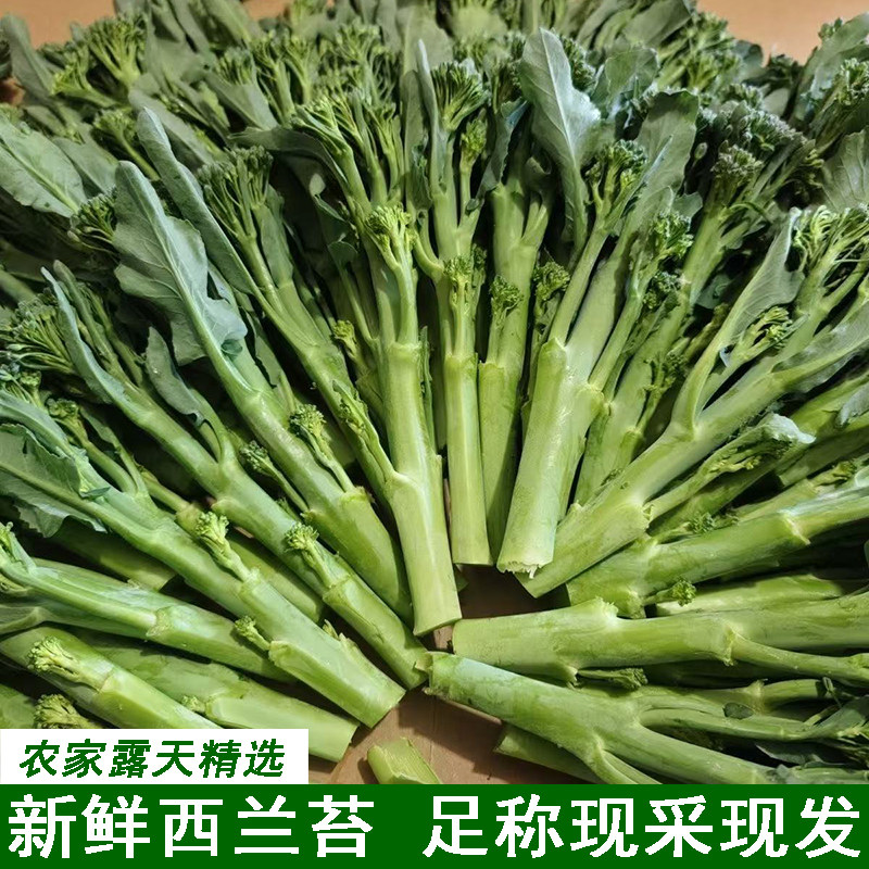 农家新鲜西兰花苔新鲜蔬菜西兰苔青花苔现摘小西兰花菜苔高山蔬菜