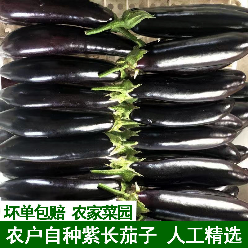 当季新鲜现摘紫皮茄子紫长茄子农家菜园蔬菜长线绿把精选装大茄子