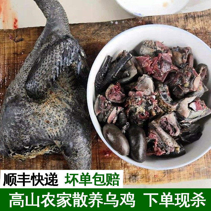 农家散养白凤乌鸡新鲜现杀正宗土乌鸡五谷野草五黑鸡乌骨鸡老母鸡