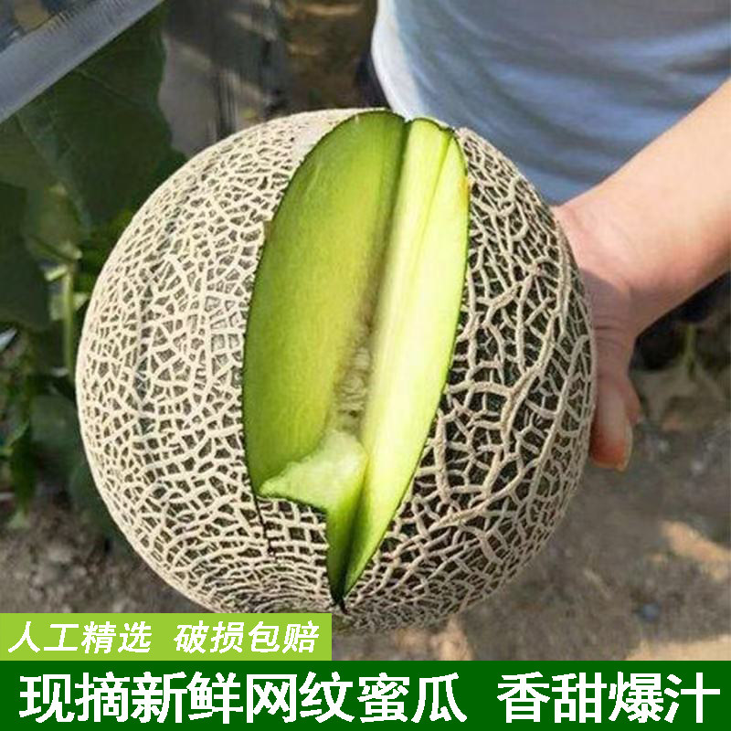 精选玫珑蜜瓜网纹瓜网纹蜜瓜新鲜当季水果珑蜜瓜 哈密瓜香甜爆汁