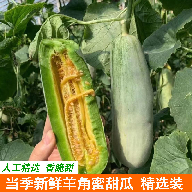 脆甜新鲜羊角蜜甜瓜当季现摘水果香甜多汁香瓜小蜜瓜脆蜜瓜精选装