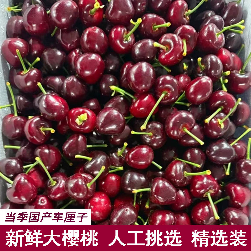现摘现发大樱桃脆甜国产车厘子当季新鲜水果樱桃车厘子本地大樱桃