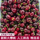 现摘现发大樱桃脆甜国产车厘子当季 新鲜水果樱桃车厘子本地大樱桃