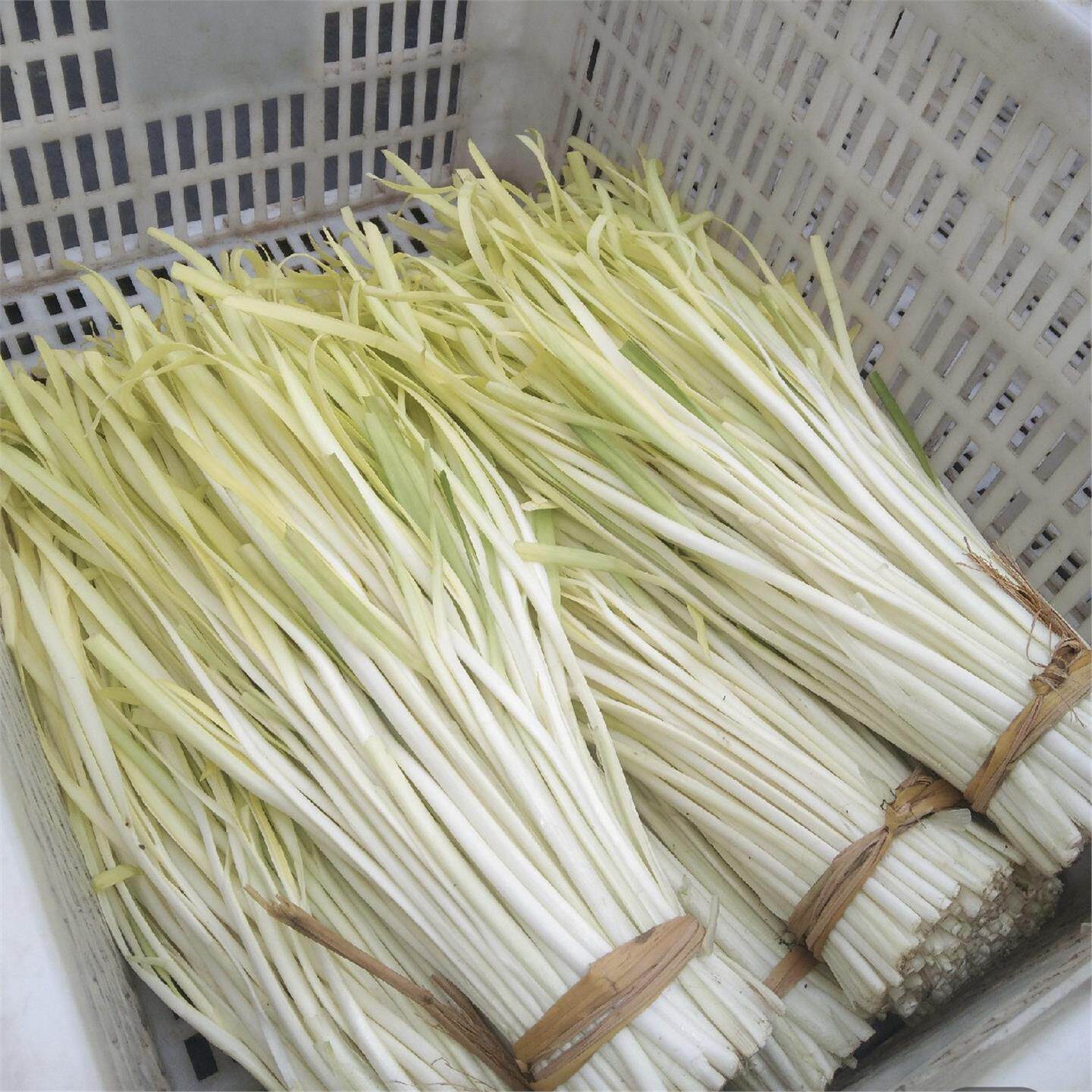 新鲜韭黄头茬黄韭菜系新年当季蔬菜时令蔬菜冬至饺子食材韭菜嫩芽